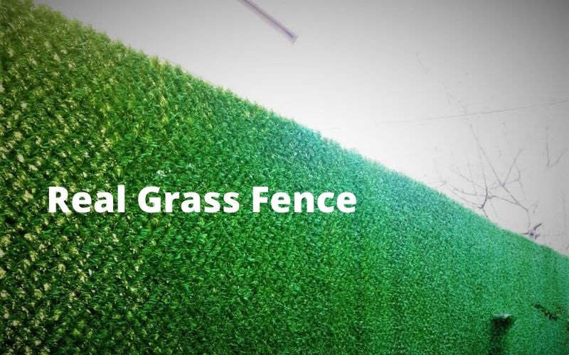 real grass wall